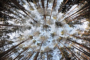 Spherical view of the pine tree forest tops