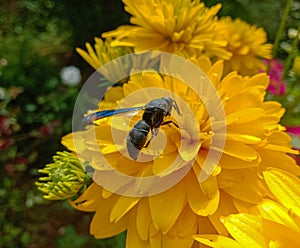 Sphex pensylvanicus, the great black wasp