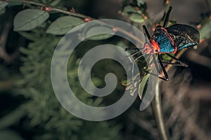 Sphictyrtus chrysis in macro style photo