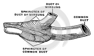 Sphincter of Bile Duct, vintage illustration