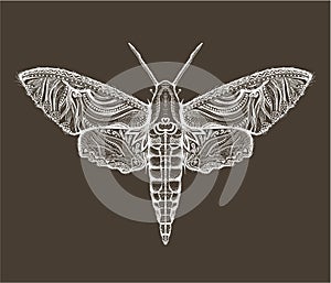 Sphingidae hawk-moths graphic