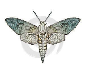 Sphingidae hawk-moths graphic