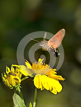 Sphingidae, known as bee Hawk-moth, enjoying the nectar of a flower