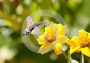 Sphingidae, known as bee Hawk-moth, enjoying the nectar of a yellow flower.