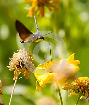 Sphingidae, known as bee Hawk-moth, enjoying the nectar of a yellow flower.