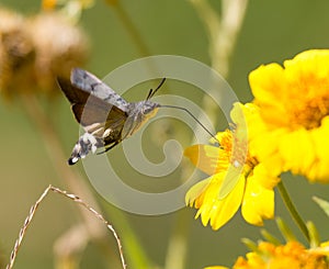 Sphingidae, known as bee Hawk-moth, enjoying the nectar of a yellow flower.