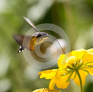 Sphingidae, known as bee Hawk-moth, enjoying the nectar of a yellow flower. Hummingbird moth. Calibri moth.