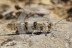 Sphingonotus caerulans is a large locust in the Mediterranean area photo