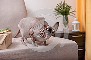 Sphinks cat on grey sofa