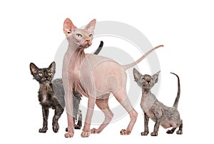 Sphinx, 4 years old and Lykoi cats looking up