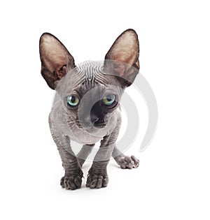 Sphinx bald cat