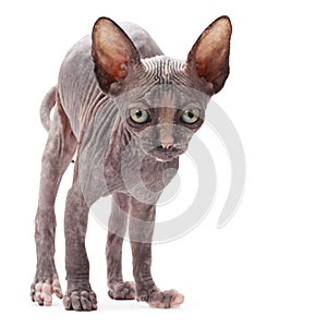 Sphinx bald cat