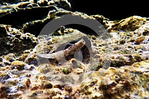 The Sphinx blenny fish - Aidablennius sphynx