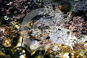 Sphinx blenny Mediterranean fish - Aidablennius sphynx