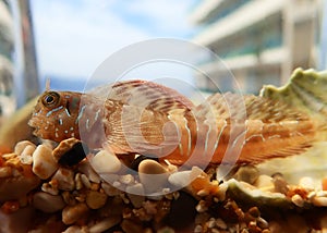 Sphinx blenny Mediterranean fish - Aidablennius sphynx