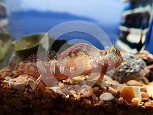 Sphinx blenny Mediterranean fish - Aidablennius sphynx