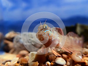 Sphinx blenny Mediterranean fish - Aidablennius sphynx