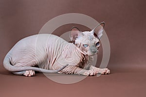 Sphinx Cat with blue eyes standing on brown background. Beautiful hairless female cat 4 months old