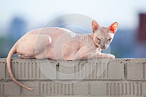 Sphinx cat laying in the sunshine on rail of balcony