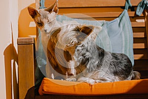 Sphinx cat and little dog on sofa Bald Sphynx, Yorkshire Terrier puppy pets kiss