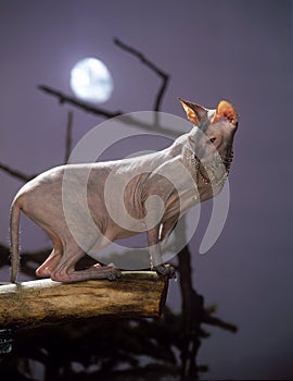 Sphinx cat with a moon