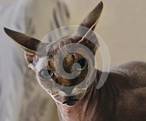 A sphinx cat poses in front of the camera photo