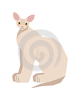 The sphinx cat sits sideways. Cute kitten with big ears and yellow eyes. A disproportionate pet with a larger body and a