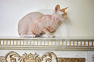 Sphinx cat sitting on mantelpiece in photo