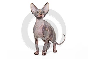 Sphinx cat on a white background