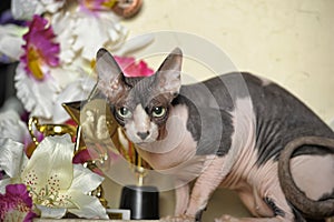 Sphinx and flowers