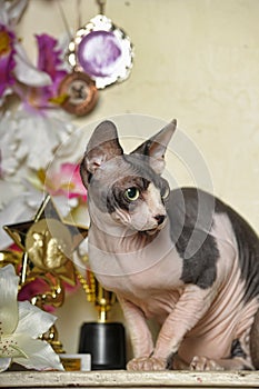 Sphinx and flowers