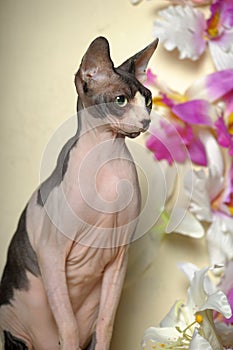 Sphinx and flowers