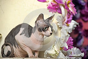 Sphinx and flowers