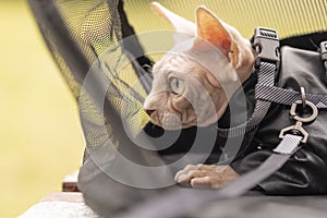 Sphinx hairless cat in a black leather jacket and a gold necklace sits in bag and open big eyes