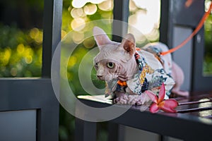 Sphinx hairless cat in coat sit on the park bench with a pink flower