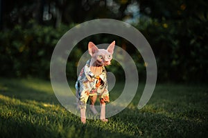 Sphinx hairless cat in dress stand in grass, open big green eyes, surprised face