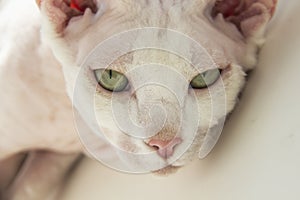 Sphinx hairless cat, hairless, anti-allergenic cat, pet look in camera. Beautiful cat`s face with hairless skin