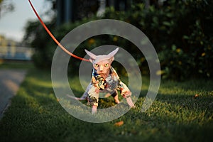 Sphinx hairless cat in summer flowers coat stay in grass, dark background