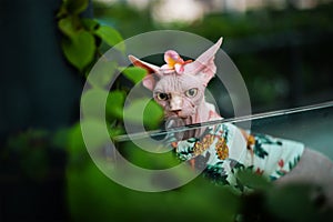 Sphinx hairless cat in t shirt look to leaves outdoor
