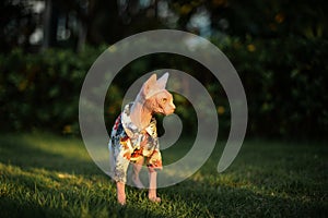 Sphinx hairless cat wear a summer coat stands in green grass, side face shooting, sunset time