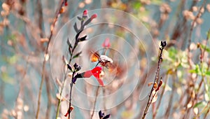 Sphinx humingbird