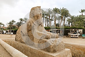 Sphinx in Memphis, Cairo, Egypt