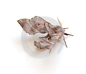 Sphinx Moth