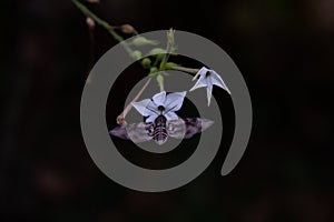 Sphinx moth Agrinus convolvuli on the queen of the night Nicotiana Sylvestris