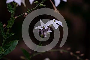 Sphinx moth Agrinus convolvuli on the queen of the night Nicotiana Sylvestris