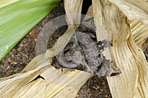 Sphinx Moth On Dried Corn Leave