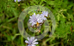 Sphinx moth mimics a bumblebee photo