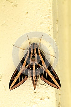 Sphinx moth Sphingidae with large wings
