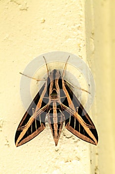 Sphinx moth Sphingidae with large wings photo