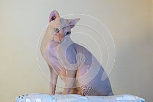 Sphinx pink hairless cat, anti-allergenic cat, pet. A beautiful elegant cat with hairless skin sits on a closet